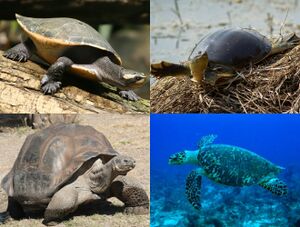 Turtle diversity.jpg
