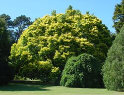Ulmus 'Louis van Houtte' in the botanic garden in Christchurch, New Zealand (1).jpeg