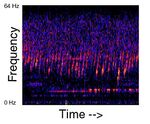 Spectrogram of the Upsweep sound