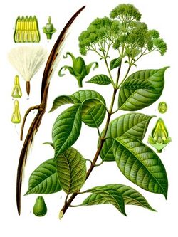 Urceola elastica - Köhler–s Medizinal-Pflanzen-276.jpg
