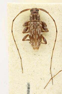 Urgleptes multinotatus (Bates, 1881); Lectotype; NHMUK010878824; Dorsal habitus (48489402736).jpg