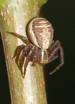 Xysticus ulmi 090801.jpg