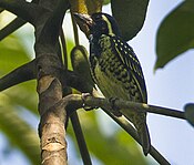 Yellow-spotted Barbet - Ghana S4E1896 (16382665796) (cropped).jpg