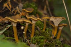 "Yellow-footed Chanterelle", Cantharellus xanthopus (10247558596).jpg