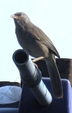 A Jungle babbler.jpg