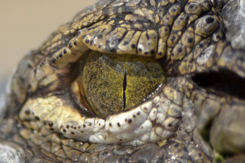 File:A crocodiles eye (7825799462).jpg