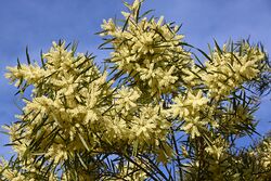 Acacia floribunda CFGk365.jpg