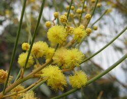 Acacia subulata.jpg