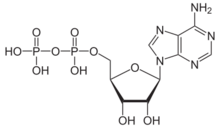 Skeletal formula of ADP