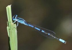 Africallagma sapphirinum Sapphire Bluet 2013 02 22.jpg