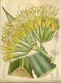 Agave fourcroydes 144-8746.jpg