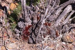 Allocasuarina grevilleoides female plant (5066903396).jpg