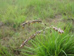 Alloteropsis semialata flowers.jpeg