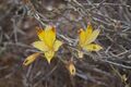 Alstroemeria diluta ssp chrysantha 11 (14291511100).jpg