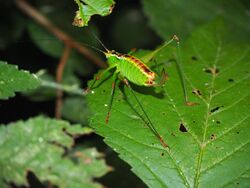 Andreiniimon nuptialis female 1.jpg