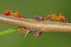 Ants (Camponotus castaneus) and Black Locust Treehoppers (Vanduzea arquata), Leesylvania State Park, Woodbridge, Virginia.jpg