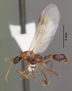 Aphaenogaster floridana casent0103580 profile 2.jpg