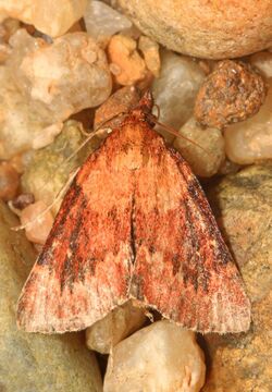 Asimina Webworm Moth - Omphalocera munroei, Leesylvania State Park, Woodbridge, Virginia.jpg