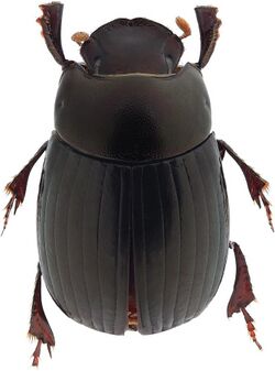 Ateuchus benitojuarezi (10.3897-zookeys.747.22731) Figure 1.jpg