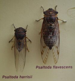 AustralianMuseum cicada specimen 18.JPG