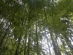 Bamboo bambou bambuseae phyllostachys VAN DEN HENDE ALAIN CC-BY-SA-4 0 210520142038 02.jpg