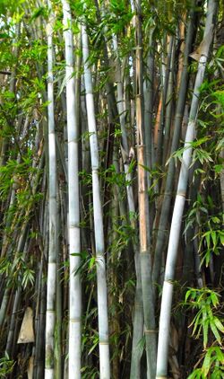Bambusa chungii in Hong Kong.JPG