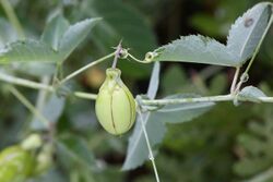 Basananthe triloba (Passifloraceae) — fruit (46488900874).jpg