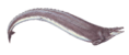 Basilosaurus cropped.png