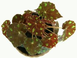 Begonia boweri 3.jpg