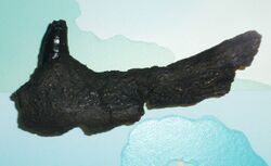 Bergisuchus dietrichbergi - mandibula fragment.jpg
