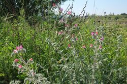 Blossoming flowers in Israel.jpg