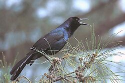 Boat-tailed Grackleon sanibel Island, Florida.jpg