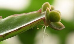 Bryophyllum Daigremontianum macro 1.jpg