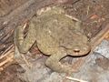 Bufo verrucosissimus Ust'-Labunsk 03.jpg