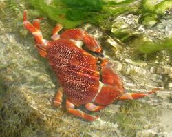 Carpilius corallinus cerveny krab.jpg