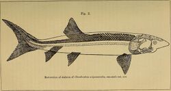 Catalogue of the fossil fishes in the British Museum (Natural History) (1889) (20393616949).jpg
