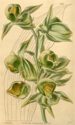 Catasetum viridiflavum.jpg