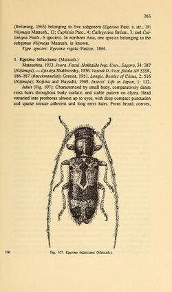 Cerambycidae of Northern Asia (Page 265) BHL32145665.jpg