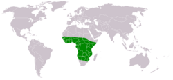 Chalcomitra senegalensis distribution map.png