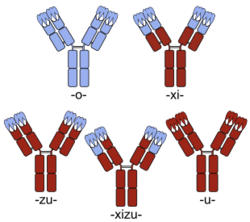 Chimeric and humanized antibodies with CDRs.svg