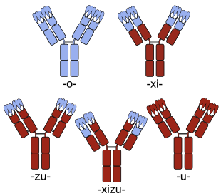 File:Chimeric and humanized antibodies with CDRs.svg