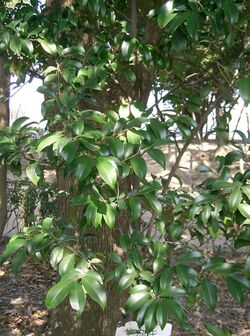Cleyera japonica2.jpg