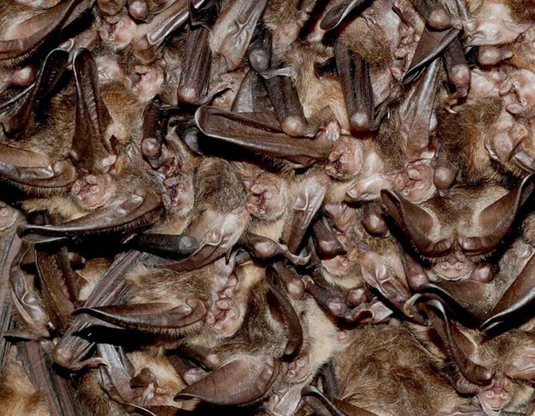 File:Cluster of hibernating virginia big eared bats.jpg