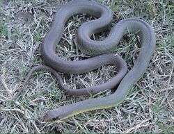 Coluber constrictor flaviventris2.jpg