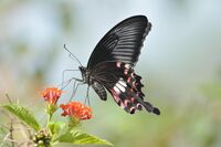 Common Mormon Papilio polytes Female romulus form Dr. Raju Kasambe DSC 8444 01.jpg