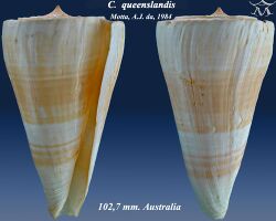 Conus queenslandis 2.jpg