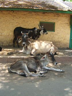 Cows in India 2007.JPG