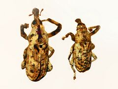 Curculionidae - Gasterocercus anatinus.JPG