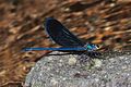 Damselfly with iridescent blue wings (8426800665).jpg