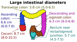 Diameters of the large intestine.svg